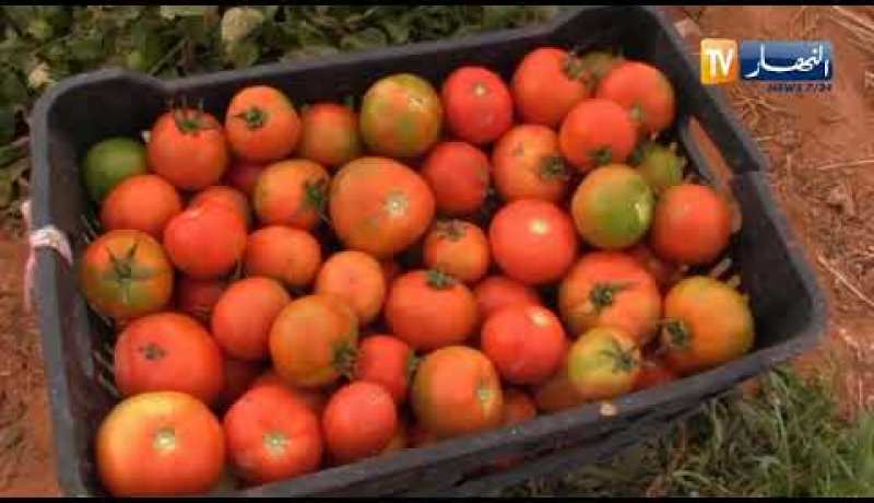 أدرار: وفرة منتوج الطماطم وإنخفاض أسعارها .. الفلاحون يطالبزن بفتح مصنع رقان