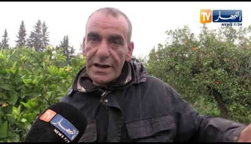 غليزان: إنتاج الحمضيات .. توقعات جني أزيد من مليون قنطار رغم تراجع المنتوج