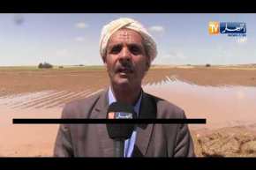 تيارت: إنعدام التأمين لدى الفلاحين المتضررين من الإضطراب الجوي