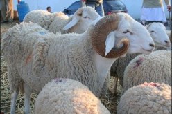 وزارة الشؤون الدينية:«لا يجوز بيع شيء من أضاحي العيد وعليكم تسليم جلودها للصالح العام»