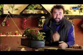 ديكورات بالنباتات..لوحات فنية من إبداع عنتر