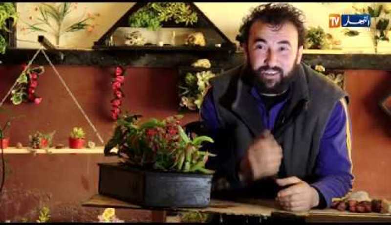 ديكورات بالنباتات..لوحات فنية من إبداع عنتر