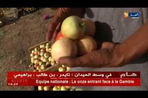 باتنة/ إرتفاع كمية إنتاج التفاح وبنوعية أفضل