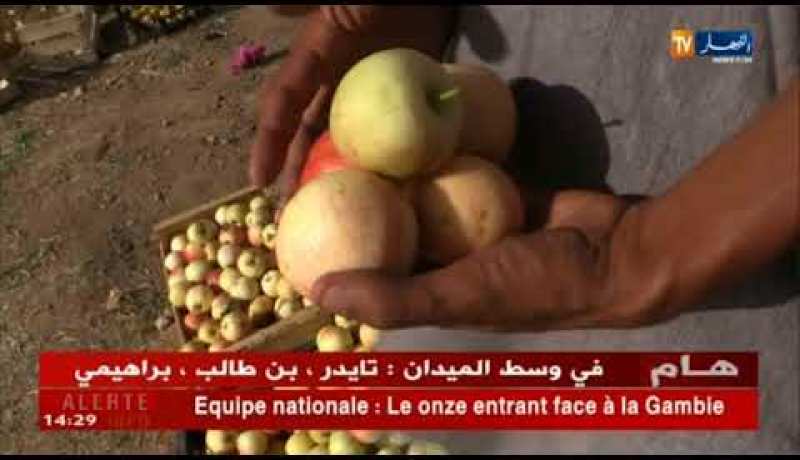 باتنة/ إرتفاع كمية إنتاج التفاح وبنوعية أفضل