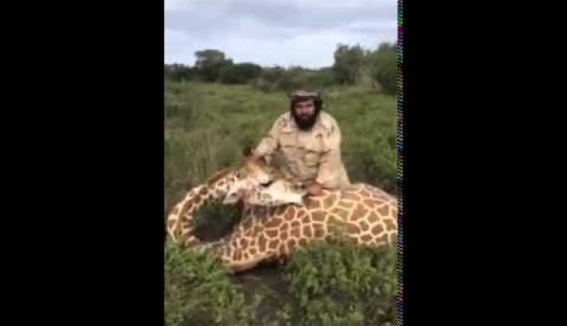 قصة سعودي ذبح زرافة ويعد بصغير الفيل