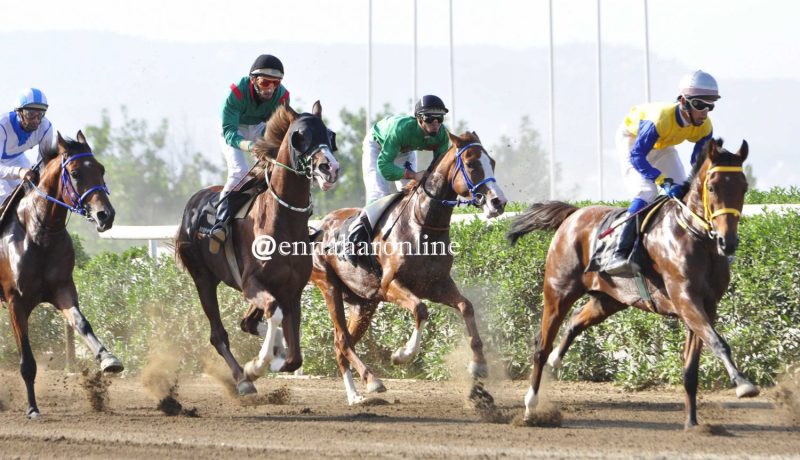 الفروسية .. الجائزة الكبرى لمدينة غليزان