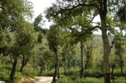 القضاء على 6 إرهابيين بين إعكوران وأدكار في بجاية