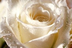 النهار تساعدك على دخول القفص الذهبي