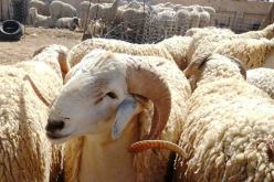 بيع الأضاحي.. 638 نقطة لكسر الأسعار