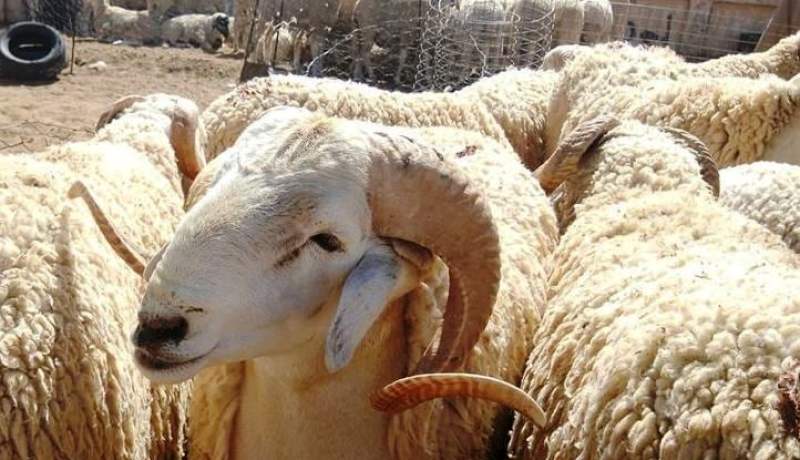 بيع الأضاحي.. 638 نقطة لكسر الأسعار