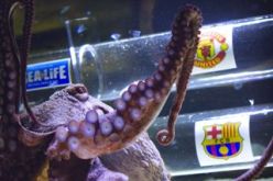 الأخطبوط إيكر يتوقع فوز مانشستر يونايتد