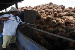 مصدرو زيت النخيل الماليزيين يقطعون الامدادات عن ايران