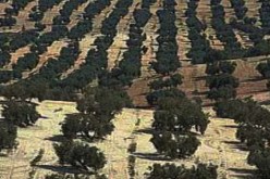 غرس أزيد من 1640 هكتار بأشجار الزيتون في غيلزان