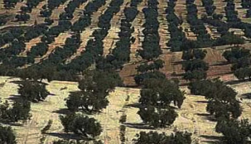 غرس أزيد من 1640 هكتار بأشجار الزيتون في غيلزان