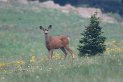 “الغزال الزومبي” مرض جديد يهدد حياة البشر