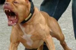 يجوّع كلبه لـ4 ‬أيام فيفترس رجل تلميذة في‮ ‬الشارع بباب الوادي