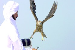 حجز صقور خليجية قيمتها 4 ملايير وتفكيك شبكة لتهريبها بتلمسان