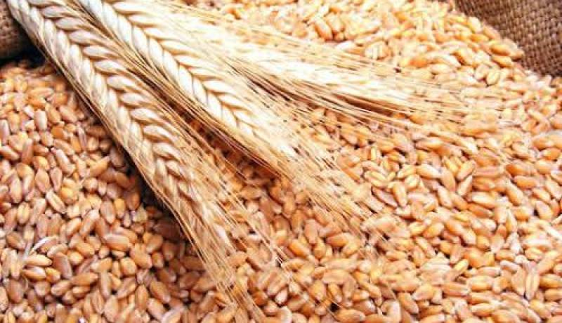 رفع سعر شراء القمح اللين ودعم إضافي لمنتجي الحبوب بالهضاب والجنوب