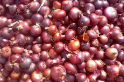 إخراج كميات كبيرة من البصل لتموين السوق