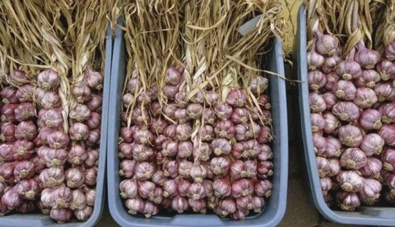 والي ميلة يقرر فتح سوق الجملة للثوم بالتلاغمة