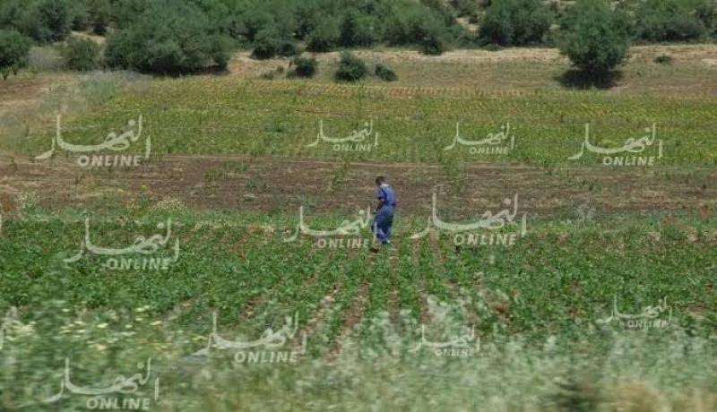 عماري: قاعدة بيانات رقمية لإحصاء الأراضي الزراعية عبر الوطن