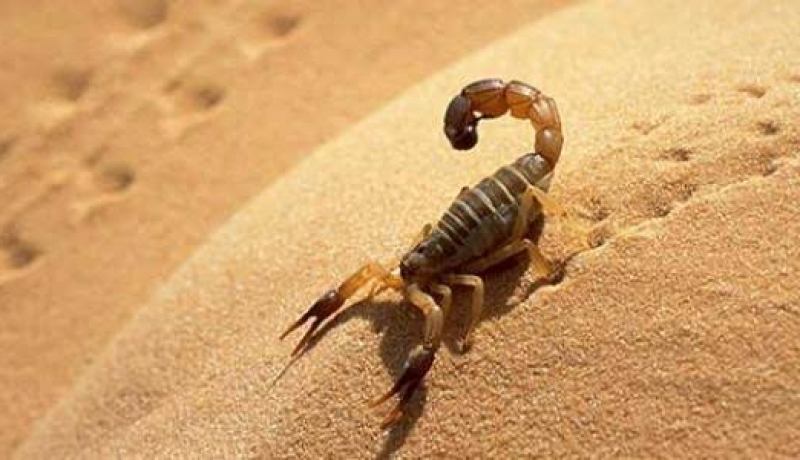 إنخفاض عدد المصابين بلسعات العقرب بولاية ورقلة