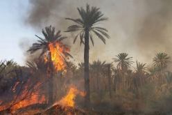 الحماية المدنية: أكثر من 8 ٱلاف نخلة أتلفتها الحرائق السنة الفارطة