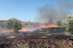 المديرية العامة للغابات: تسجيل 66 حريقا عبر 20 ولاية أمس الثلاثاء