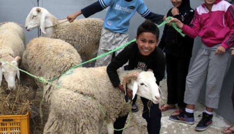 عضو لجنة الفتوى: شعيرة الأضحية لا تسقط بإلغاء موسم الحج