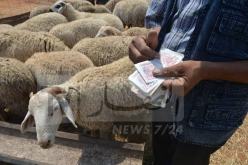 رئيس بلدية الجزائر الوسطى يمنع بيع الكباش داخل إقليم البلدية