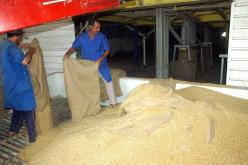 وزارة الفلاحة: تخزين 35 مليون قنطار من الحبوب