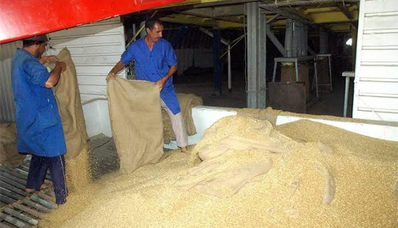 وزارة الفلاحة: تخزين 35 مليون قنطار من الحبوب