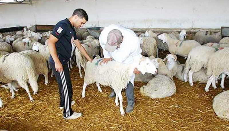 وزارة الفلاحة: تجنيد 2.000 بيطري لمراقبة بيع وذبح الأضاحي