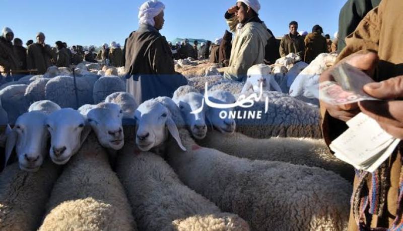 منظمة حماية المستهلك تحذر من شراء اللحوم في أسواق الماشية