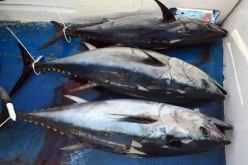 وزير الصيد البحري.. 90 بالمائة من أسماك التونة تسوق لليابان