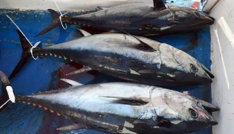 وزير الصيد البحري.. 90 بالمائة من أسماك التونة تسوق لليابان