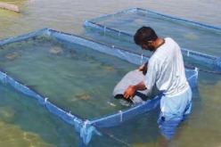 فروخي.. إنتاج الجمبري في بسكرة وورقلة وتربية المائيات يمكنها تموين السوق