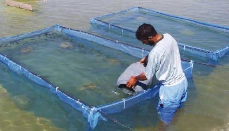 فروخي.. إنتاج الجمبري في بسكرة وورقلة وتربية المائيات يمكنها تموين السوق