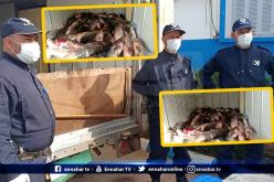 حجز مواد غذائية و60 كلغ من السمك غير صالحة للإستهلاك بالطارف