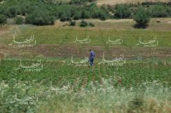 استرجاع 1850 هكتار من الأراضي الفلاحية لم يستثمرها أصحابها في سعيدة