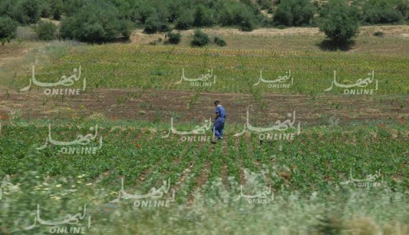 استرجاع 1850 هكتار من الأراضي الفلاحية لم يستثمرها أصحابها في سعيدة