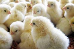 الشلف: نفوق حوالي 3500 كتكوت في حريق بمستودع لتربية الدواجن