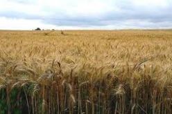 توقعات بتحقيق فائض في الحبوب بالبويرة