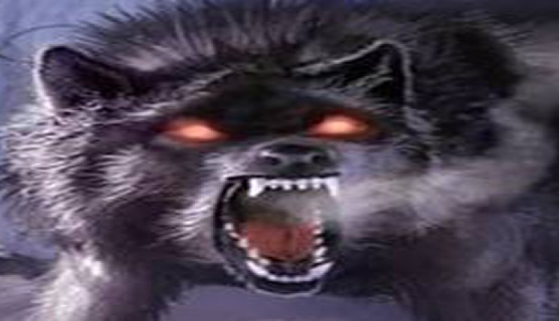 ذئـــب جائــــع يهاجـــم فلاحــا في تاكسلانــــت بباتنـــــــــة