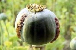 حجز زهاء 13 كلغ من المخدرات قنب الهندي و قرابة 2400 قرص مهلوس في بومرداس