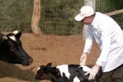 ظهور 17 بؤرة و إصابة أكثر من 100 بقرة بعدوى الحمى القلاعية في تيزي وزو