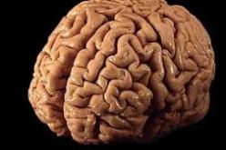 الجانب الأيمن من الدماغ أكثر انشغالا في فترة الراحة الفكرية خلال يقظة الإنسان