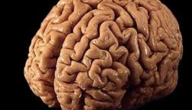 الجانب الأيمن من الدماغ أكثر انشغالا في فترة الراحة الفكرية خلال يقظة الإنسان