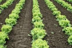 الدولة ستواصل جهودها لترقية الفلاحة العائلية