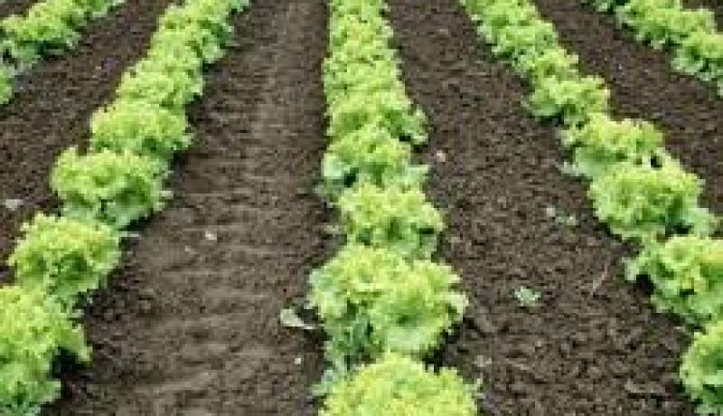 الدولة ستواصل جهودها لترقية الفلاحة العائلية